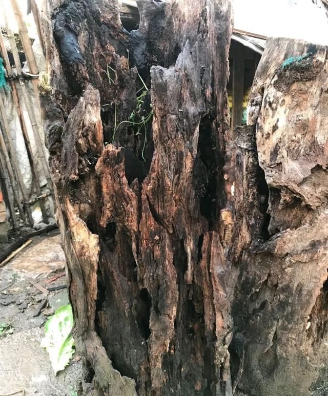 水培|4种两栖花,不用土养的更棒,喷点水就花开满树丫