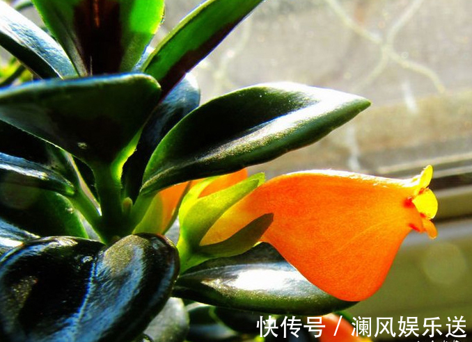 有机肥料|吊兰也能“开红花”,养一盆“嗖嗖”冒花苞,比绿萝漂亮!