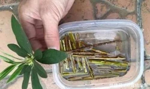 生根剂还用买自己在家做,用一点白根呼呼窜!