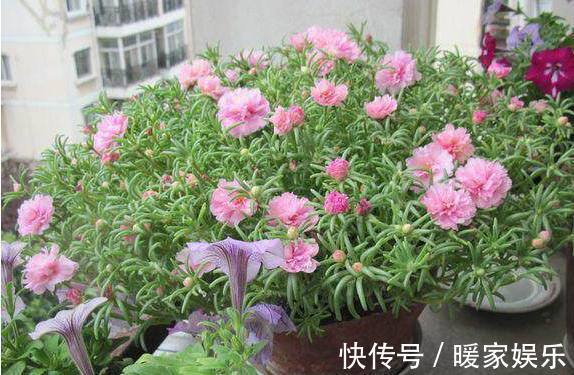 盆栽|比绿萝还好养的家居盆栽，好养易爆盆，最后一种好多人都不认识