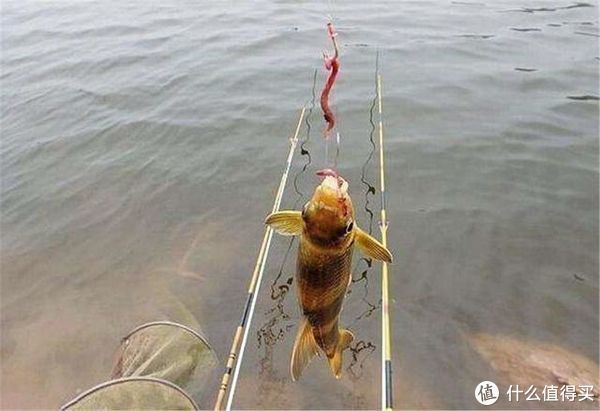 蚯蚓被誉为“万能饵料”,这些细节却常被忽略,爱钓鱼的你别错过