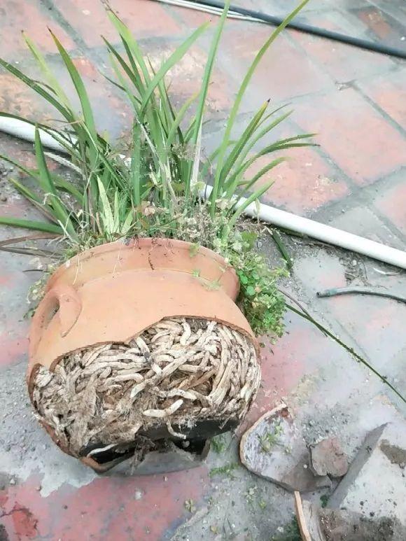 蟹爪兰|长寿花换盆，切忌越换越大，一直用小盆养才好！