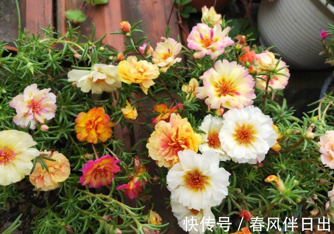 白檀|养到烦人的花,盆都不够用,扔掉还很心疼