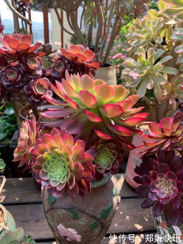 秋天多肉砍1刀,立马爆出一圈芽,1盆变10盆不花钱