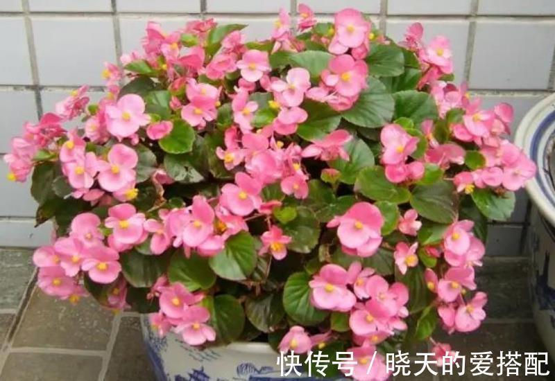 阳台|阳台养花推荐这5种，漂亮好养特能开，花期长达300天，适合新手