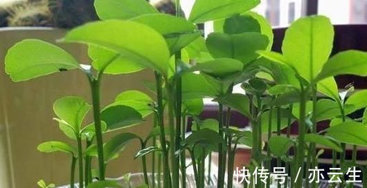 这3种“水果核”别扔,把它扔盆里,10天成盆栽,比花美10倍