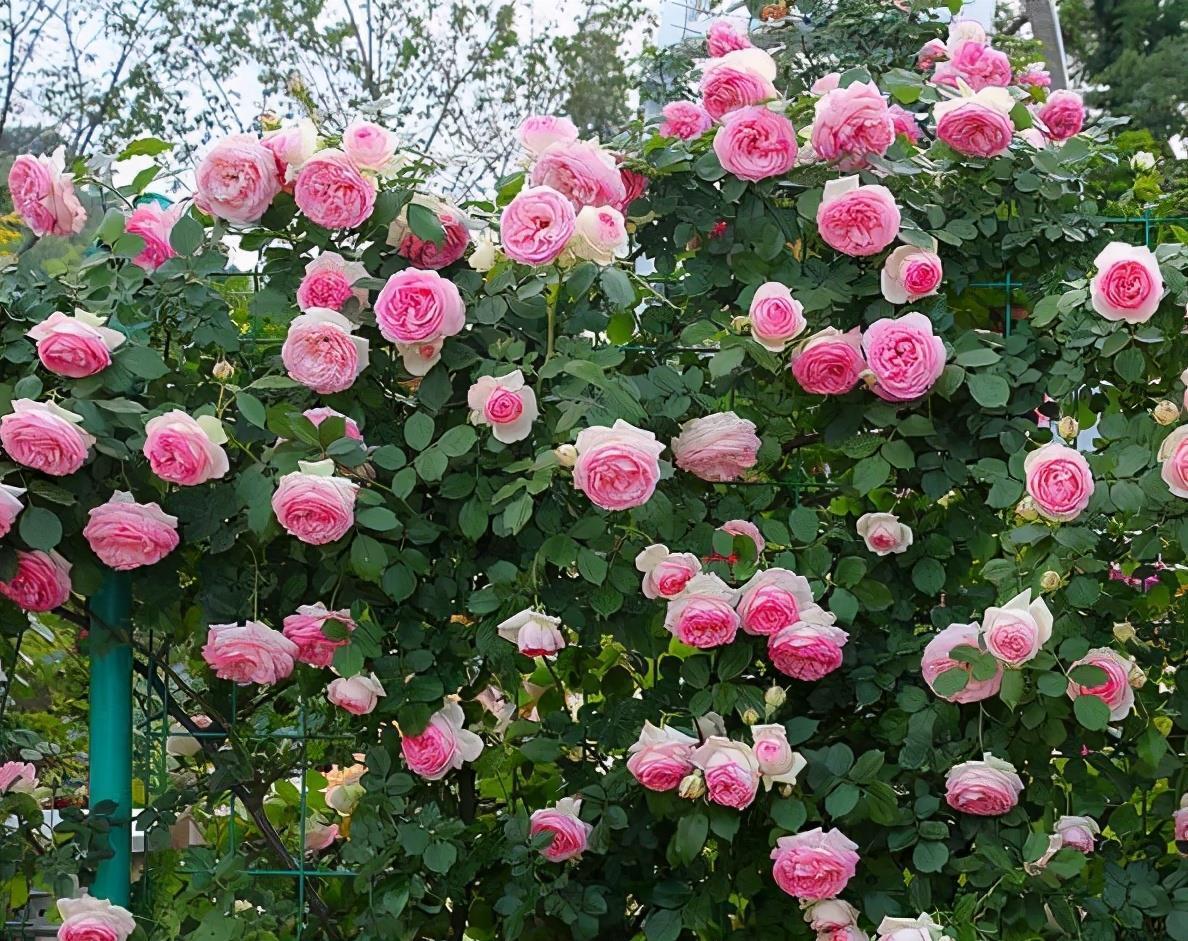 院子别空着,10种藤本月季,总有一种值得你喜欢