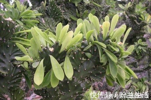 空气|这3种花长得丑，却能净化空气，摆在家里气势不小！