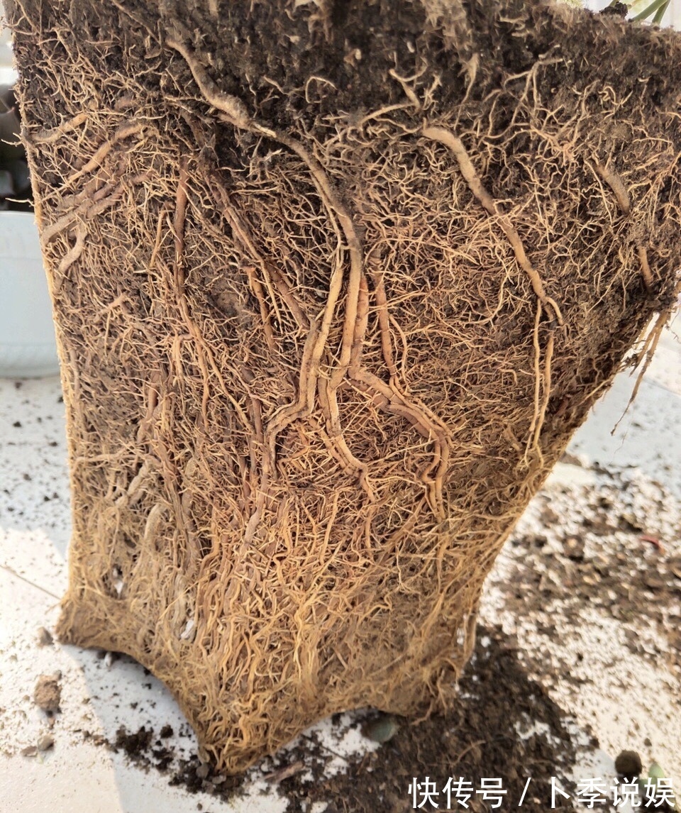 张大爷家文竹养6年,长到1米5,变成粗壮、翠绿盆栽,年年开花