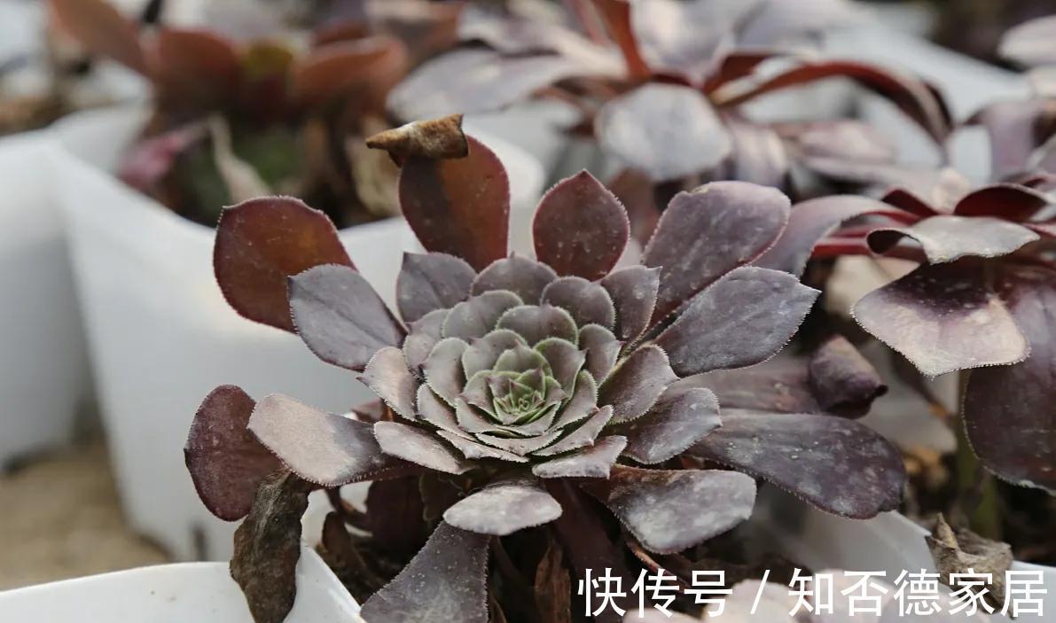 养护|多肉叶子一碰就掉,和3点养护方法有关,了解原因巧应对就好