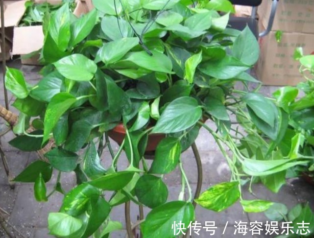 茶水|夏天“牛奶”过期,多做“一步”来浇花,土壤疏松肥沃,养啥都旺