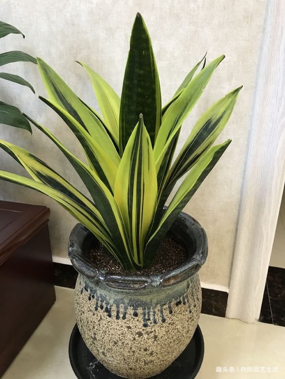 虎皮兰需要施肥吗想要生小芽,喂上2种肥,花盆里长满新芽