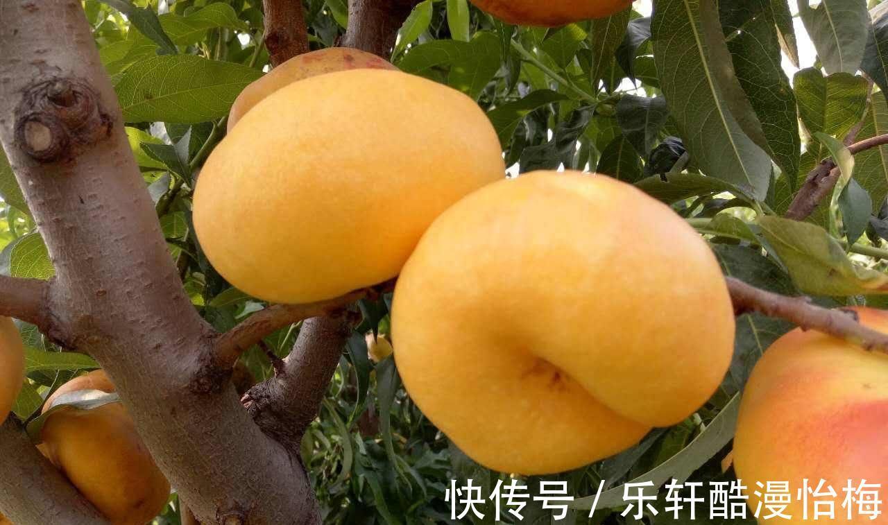 夏橙|建议不管有钱没钱，8月别错过这五种水果，营养美味身体棒