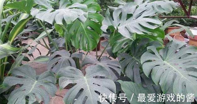 龟背竹叶子上没花纹了,难道是你养护方法不对,怎么说