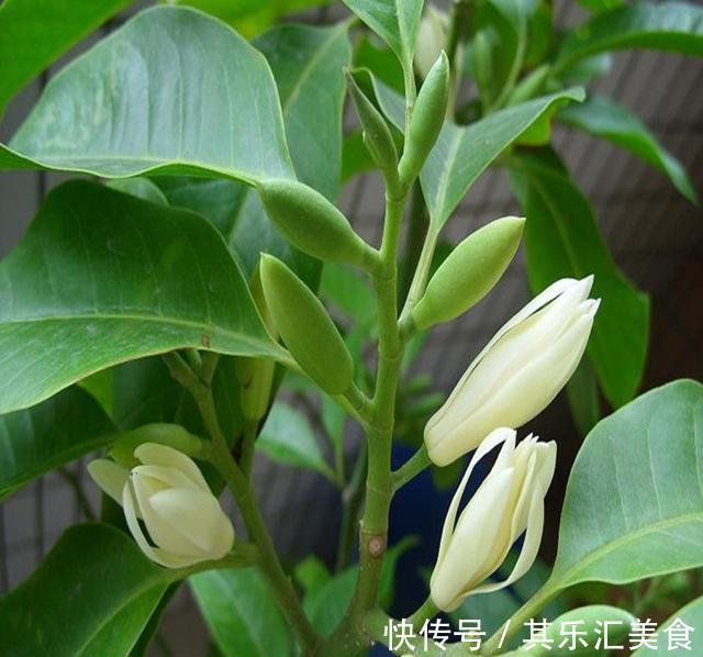 养花先养根，根壮花才旺，学会这一招，白兰花猛开花