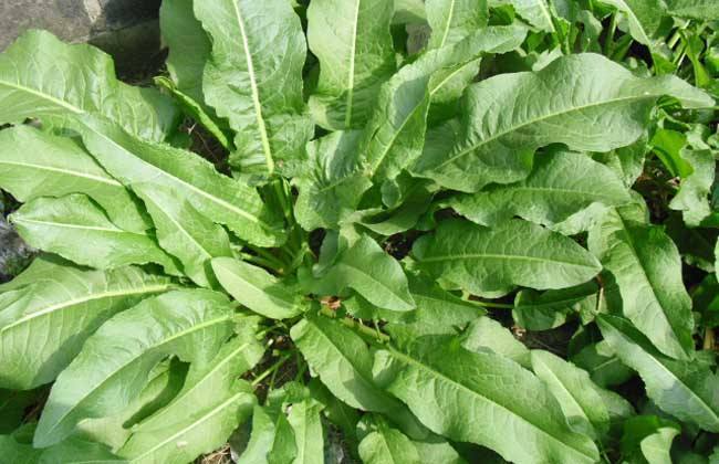 中草药|农村路边喂猪的野草,浑身都是宝,清热解毒,疏风祛湿,你认识吗