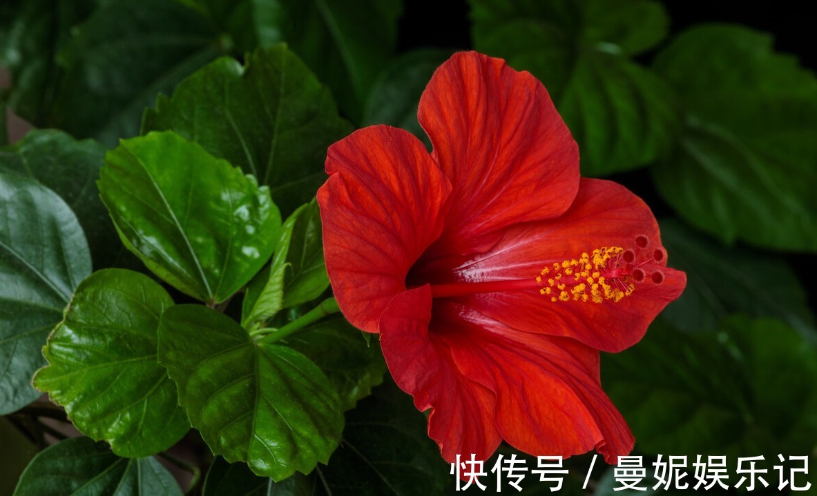 为了一盆花,家人关系彻底破裂,花有什么错?