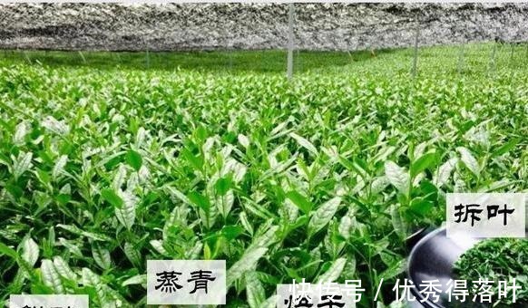 生产|你知道什么是抹茶吗抹茶究竟是如何生产出来的今天可算知道了!