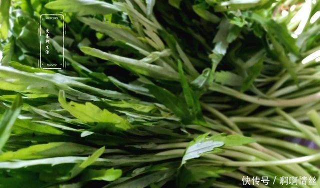 抵抗力|这菜常吃对身体好，可惜知道的人不多，维C含量极高，增强抵抗力