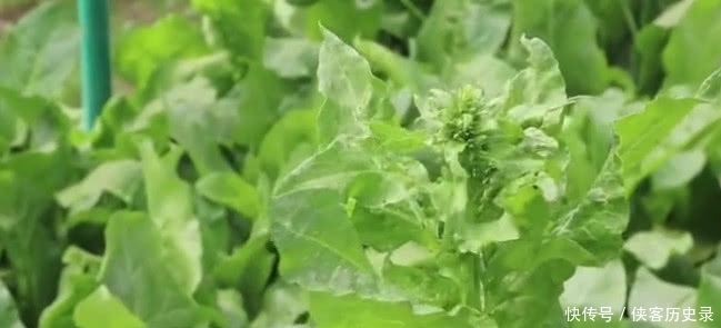 乡下有一种美味,只吃菜杆不吃叶子,做成凉菜味一绝深受女性追捧