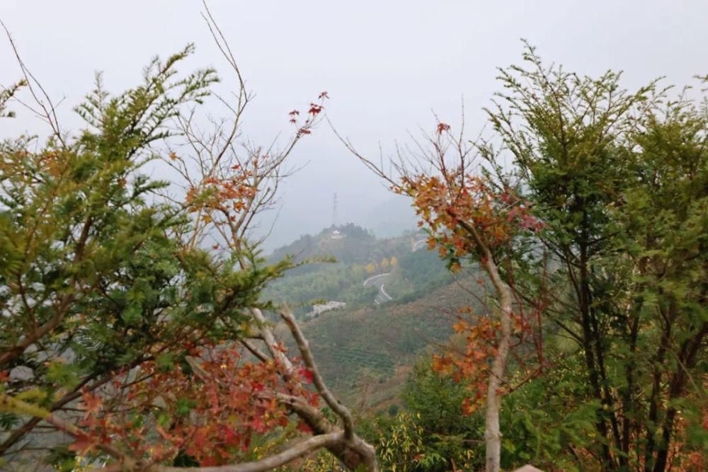 稽东十二景之红豆仙霞——追寻山野间的浪漫化身