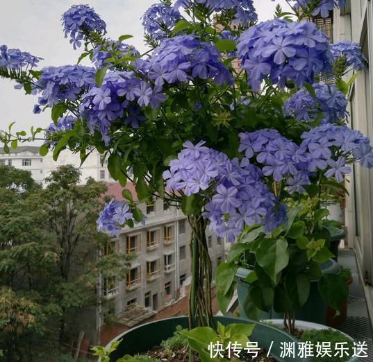 想贪便宜又想养花,冬天就买这3样盆栽,来年开春嗖嗖开花