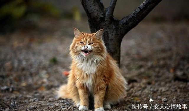 曹彪|虎生三子,必有一彪,兄弟多了,是不是总有一个比较厉害的!