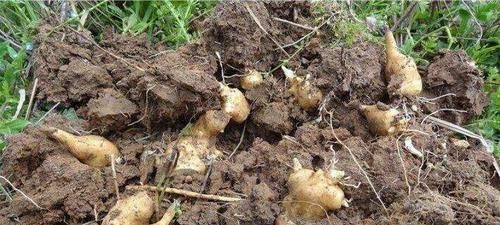 埋了就能活,亩产5千斤,价格也不错,却没几人愿意种