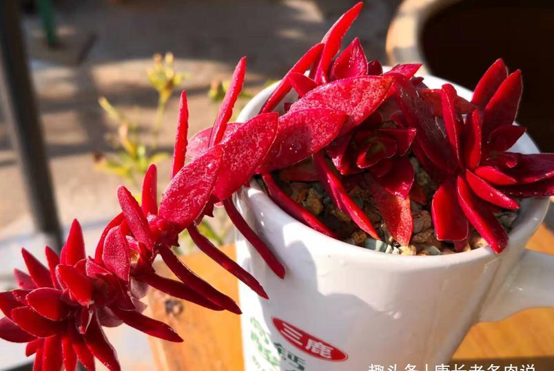 这5款多肉极难养出状态,养护环境不好或新手朋友最好不要碰它们