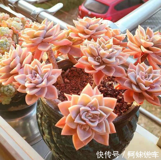 总算知道多肉艳丽的秘密了，原来都是这么控养出来，越控越艳丽