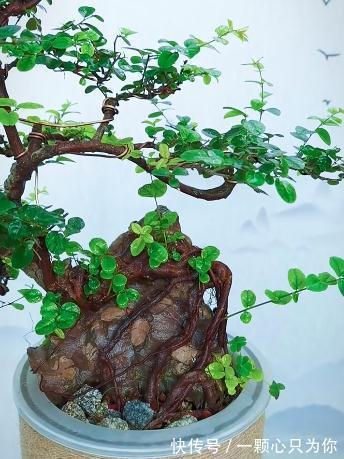 这是一株漂亮的抱石雀梅,你没看错,盆景也可以水培