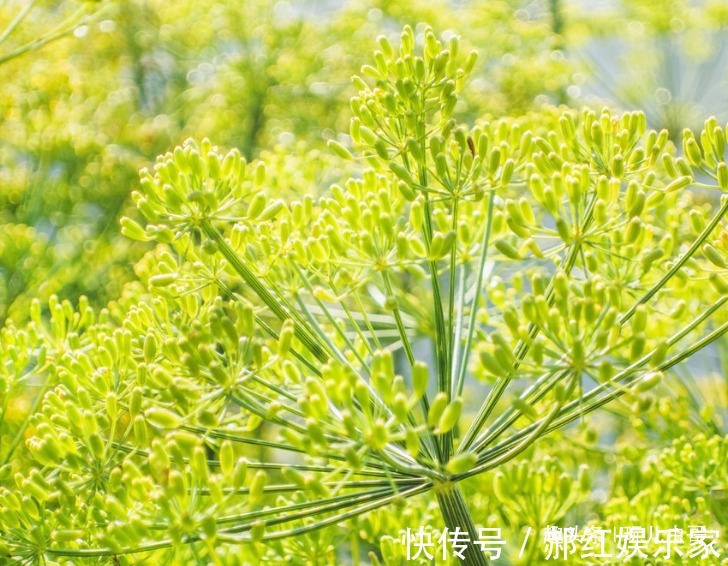 祛风|孜然降火平肝,祛风止痛,让更优质高产的孜然上市,只需做好三点