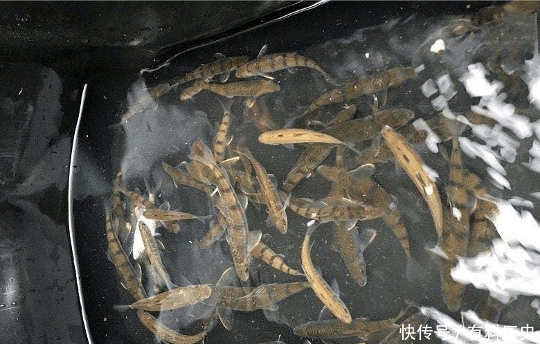 溪石斑,鱼体虽小价格昂贵,很多钓鱼人根本不懂如何垂钓!