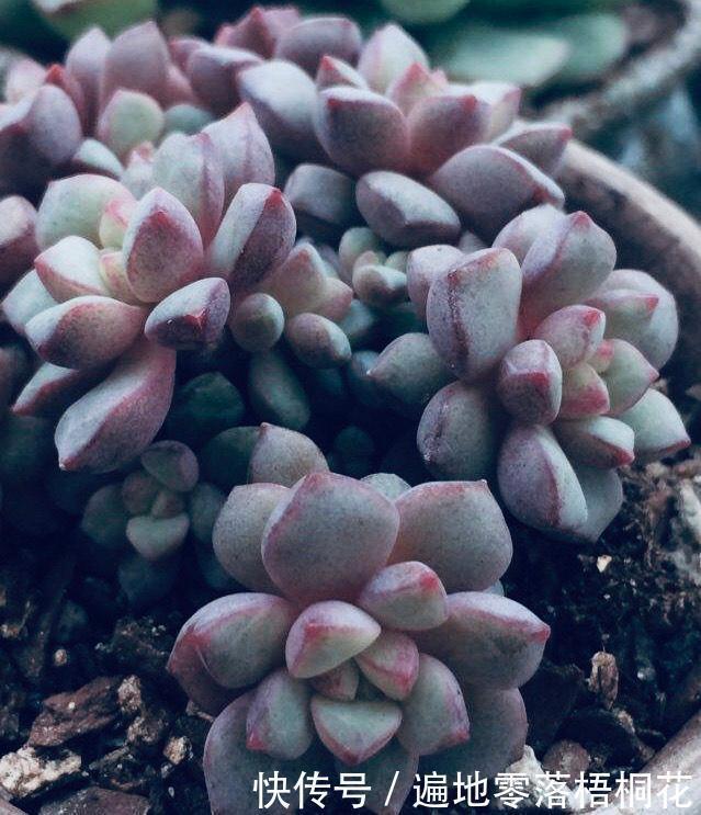 意境|10款意境深远的蓝色系多肉！养成老桩美呆了！越养越爱！