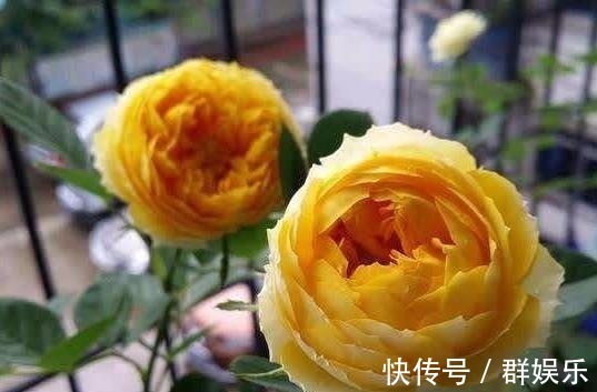 月季女神,花形硕大,金黄色的花朵高贵大气,好看好养,四季开花