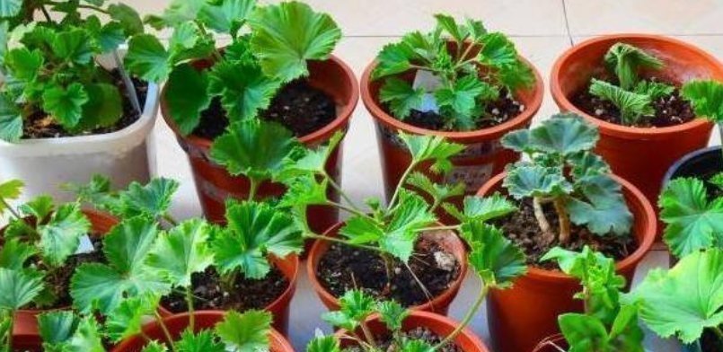 喜欢养花,就选这5种,“扔土里”就活,2月爆满盆,花开满阳台