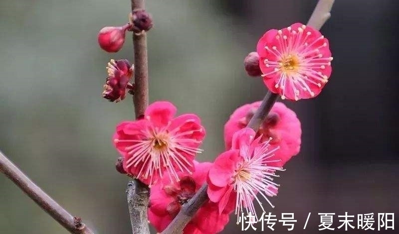 知心#陆游一首七律《梅花》:月色朦胧,花香满身,知心相遇,情思动人