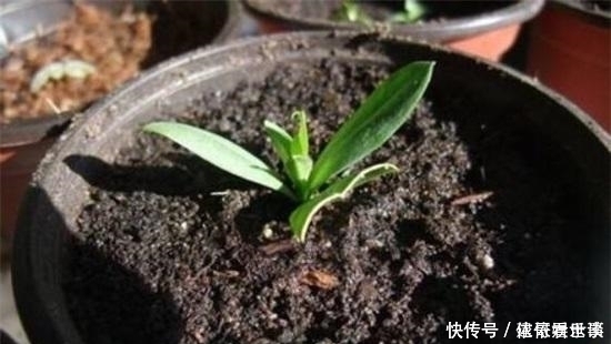 黄叶烂根|最不适合养花的几种土壤,千万不要用,否则黄叶烂根养不活
