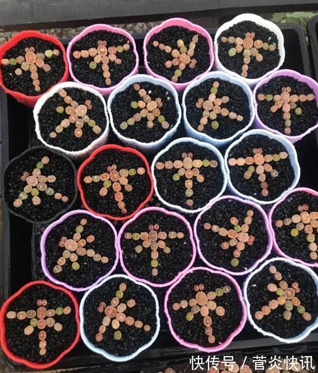 灵感|多肉拼盘玩一次就上瘾,这些创意拼法,你一定喜欢