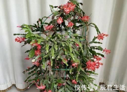 “2种花”往家里养,阳台摆2盆,一年有200多天在开花,太美了