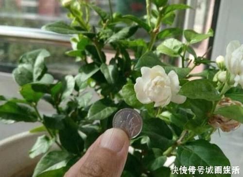 茉莉|平时该如何管理茉莉花抓住5个重点,植株枝繁叶茂、开花多