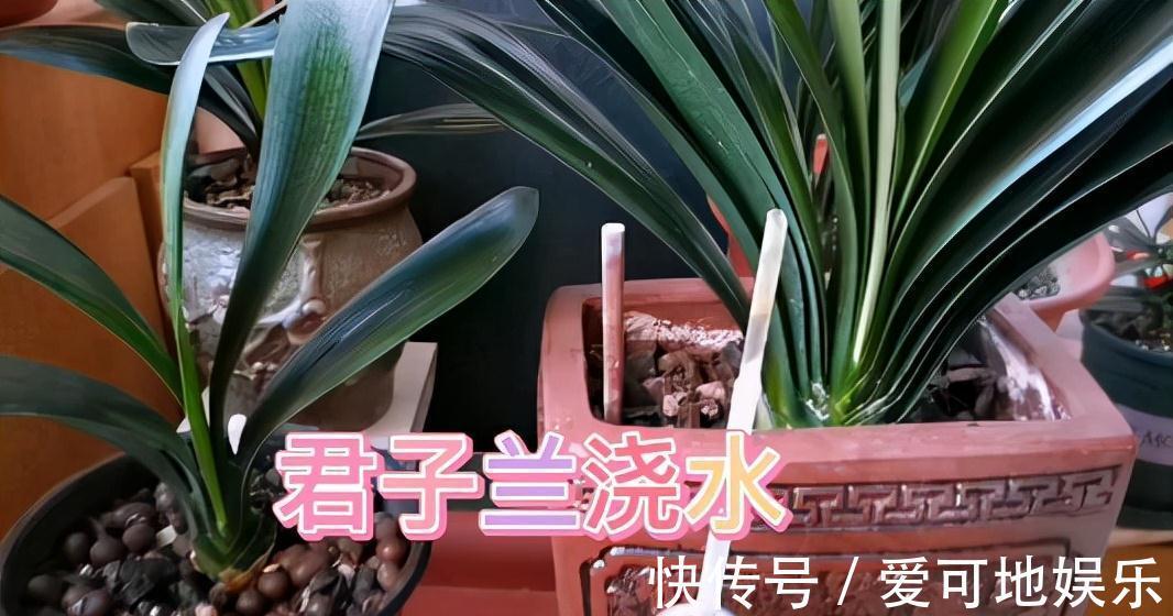 君子兰“富养”好，5个小技巧，花箭“窜高个”，开花多又大