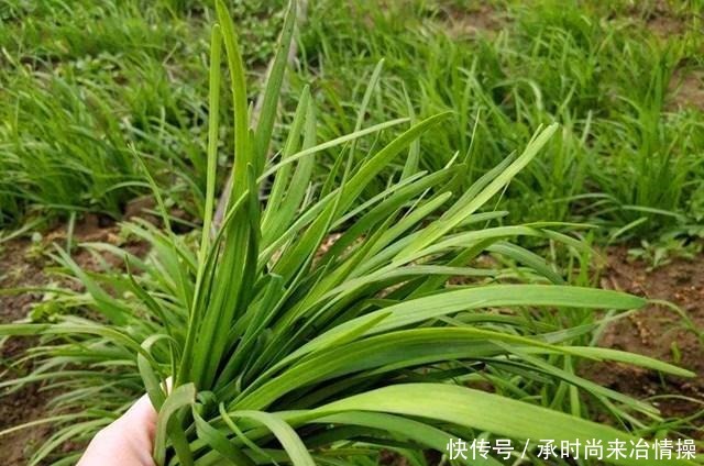 蔬菜|本是同根生蔬菜,韭菜和韭黄的区别竟然这么大知道后别再瞎买了