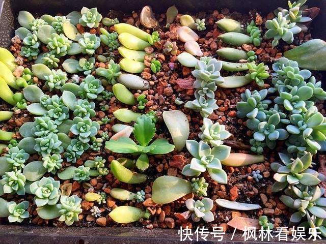 早知道多肉“叶插”是这样,我也不至于都养死,花了太多冤枉钱