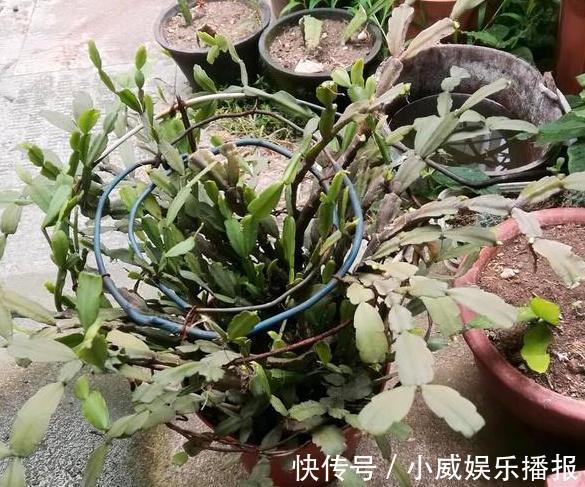 秋初盆栽蟹爪兰,怎么换盆土好遵循4步要求,茎叶花开成簇