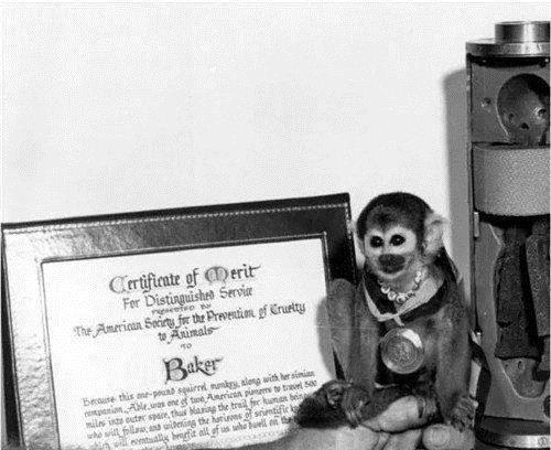 太空 美国将2487只水母送入太空,繁殖到6万只后,科学家发现不太对劲