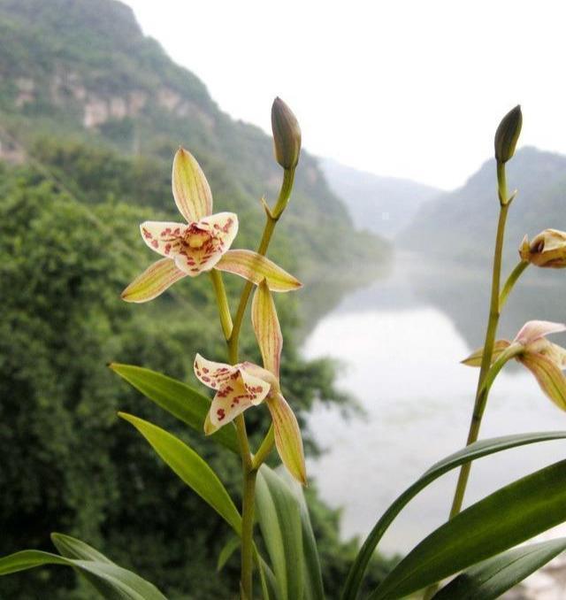 兰花|兰花喜欢“三垃圾”，土里埋一点，不烂根猛窜芽，爆出一圈大花苞