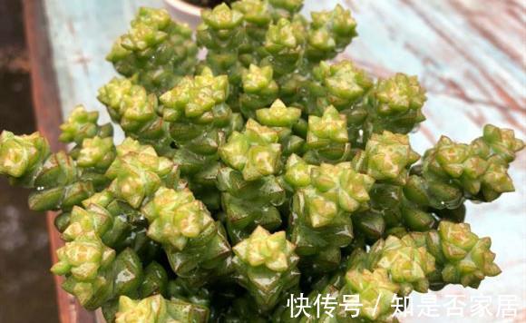 花友|多肉植物养好很难吗，掌握4个特点，多肉变美很简单