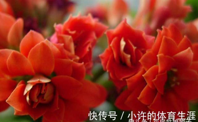 长寿花的花期到了,做好这6个方面,花苞密密麻麻,花朵开满了盆