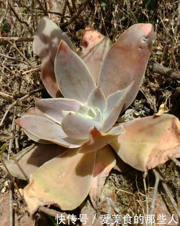 古典风十足的多肉植物,陆游钗头凤中的红酥手,你养过它吗?